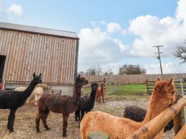 Colomendy Alpaca Farm - Coach House - North Wales - 1072225 - thumbnail photo 21