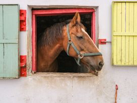 Bohans Barn - Westport & County Mayo - 1097294 - thumbnail photo 29