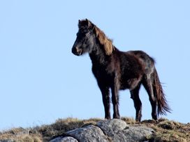 Eriskay Views Cottage -  - 1110771 - thumbnail photo 21