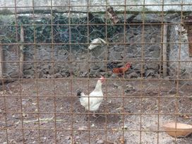 The Dairy - South Ireland - 1119398 - thumbnail photo 21