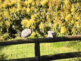 Avocado Orchard Escape Katikati -  - 1166896 - thumbnail photo 15