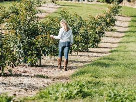 Avocado Orchard Escape Katikati -  - 1166896 - thumbnail photo 17