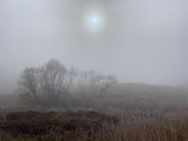 A foggy landscape with bare trees and grass fields
