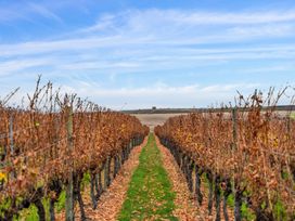 Rows of grapevines with withered leaves and a green grass path under a blue sky at Alex Vineyard Alexandra Holiday Home in Alexandra