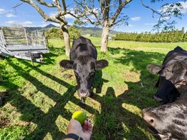A person holding a fruit in front of three black cows in a grassy field with trees and mountains in the background at Bell Cottage - Oakura Holiday Home in Oakura