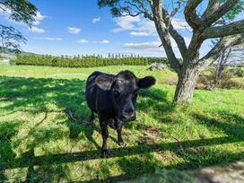 A black cow standing in a grassy field next to a tree at Bell Cottage - Oakura Holiday Home in Oakura