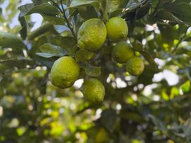 Green lemons growing on a lemon tree with leaves in an outdoor garden