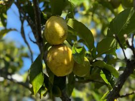 A close up of lemons on a lemon tree with green leaves and blue sky at Bell Cottage - Oakura Holiday Home in Oakura