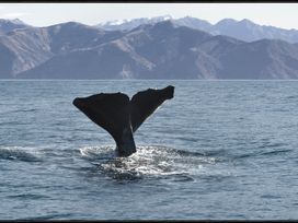 A whale tail emerging from the water with mountains in the background at Ocean Whisper Retreat - Kaikoura Holiday Home Kaikoura