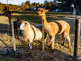 A llama and a sheep near a fence at Taylor Lodge Adventure Base - Erua Holiday Home National Park