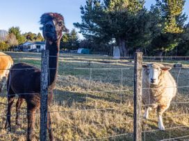 An alpaca and a sheep near a fence at Taylor Lodge Adventure Base - Erua Holiday Home National Park