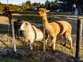 Alpacas and sheep by a fence at Taylor Lodge Adventure Base - Erua Holiday Home National Park