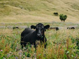 A cow in a grassy field at Dunluce Coastal Farmstay - Kaikoura