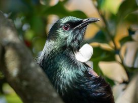 A bird perched on a tree branch displaying its feathers