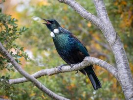 A bird perched on a tree branch with leaves surrounding it