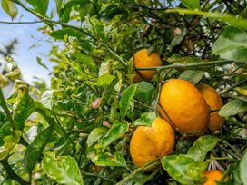 Lemons on a tree surrounded by green leaves at Rotoiti Escape - Lake Rotoiti