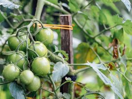 A collection of green tomatoes on a plant with a wooden stake at Mangawhai Heads
