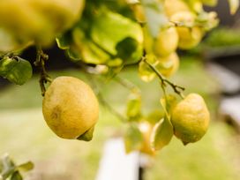 Lemons hanging from a branch outdoors at New Plymouth