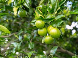 Green oranges hanging from a tree in an outdoor setting at Bayview Cottage - Whakamarama Holiday Home