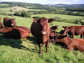 The Milking Parlour - Somerset & Wiltshire - 988956 - thumbnail photo 15