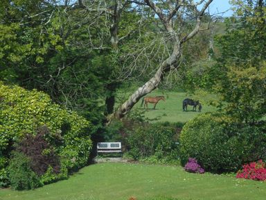 A grassy garden area with bushes a bench and two horses grazing in a field at Trevow in Camborne