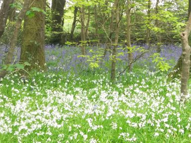 A forest area with trees and white and purple flowers on the ground at Trevow in Camborne
