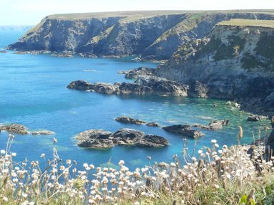 Rocky coastline with clear blue water and white flowers in the foreground at Trevow Camborne