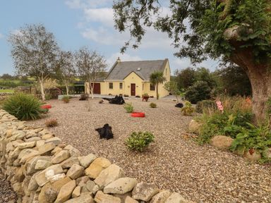 A gravel garden with small plants and trees in front of a yellow house surrounded by a stone wall at Silver Birch in Dromelihy Cooraclare County Clare