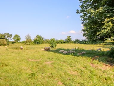 A grassy field with sheep grazing and resting under a tree at Sparrow Barn in Reepham
