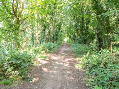 A dirt pathway surrounded by trees and greenery forming a canopy at Sparrow Barn in Reepham