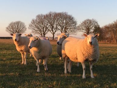 A group of sheep standing on grass with leafless trees in the background at Sparrow Barn in Reepham