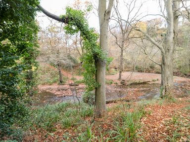 A woodland area with trees and a small stream covered with fallen leaves at Daffodil Lodge in Saltburn-by-the-Sea