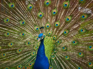A peacock displaying its feathers