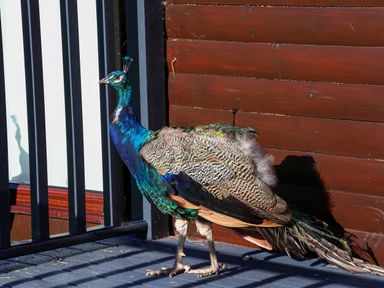 A peacock standing next to a wooden fence at Daffodil Lodge Saltburn-by-the-Sea