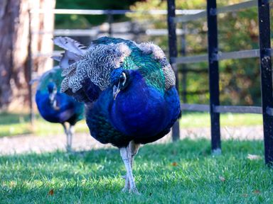 Two peacocks walking on grass near a fence