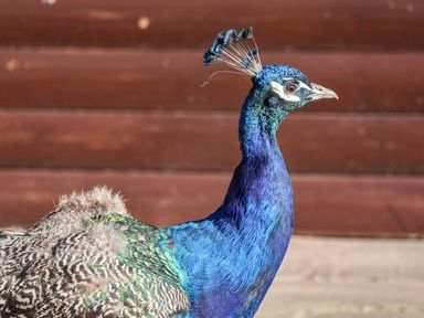 A peacock standing in front of a brown wooden background
