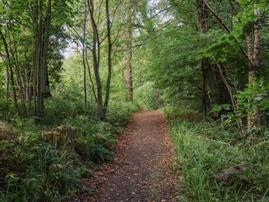 A path through trees in a forest at Daffodil Lodge Saltburn-by-the-Sea