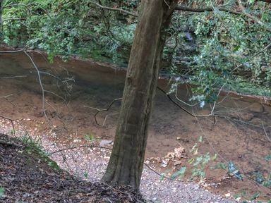 A tree with a stream and pebbles at Daffodil Lodge Saltburn-by-the-Sea