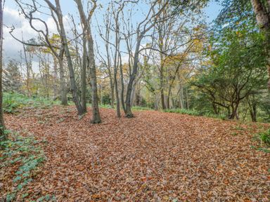 A forest area with leaf-covered ground and trees with sparse leaves at Orchid Lodge in Saltburn-by-the-Sea