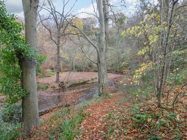 A wooded area with trees and a stream running through it at Orchid Lodge in Saltburn-by-the-Sea