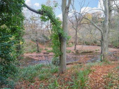 A wooded area with trees and a small stream covered in fallen leaves at Orchid Lodge in Saltburn-by-the-Sea