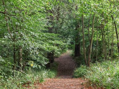 A path through trees at Foxglove Lodge in Saltburn-By-The-Sea