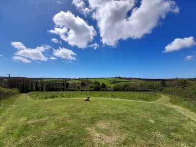 A grassy field with a dog lying down under a blue sky with clouds at Higher Lampra in Mullion