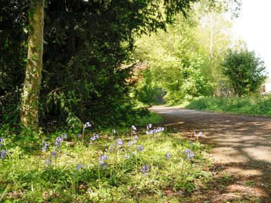 A pathway next to a patch of bluebell flowers and trees at Black Cat Bach in Gilwern