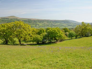 A grassy field with scattered wildflowers and trees with hills in the background at Black Cat Bach in Gilwern
