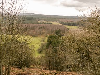 A landscape with leafless trees and green fields in a rural area at Chloes Lodge in Middleton Ryedale