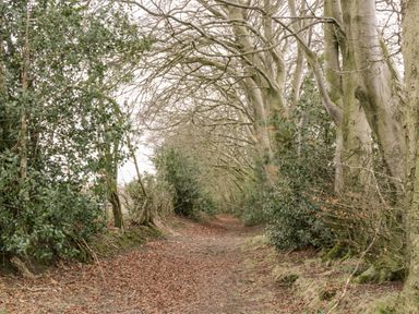 A dirt path lined with leafless trees and green bushes at Chloes Lodge in Middleton Ryedale