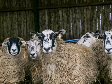A group of sheep standing inside a barn at Chloes Lodge in Middleton Ryedale