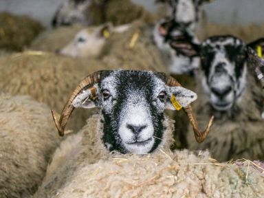 A close up of a ram with curved horns among other sheep indoors at Chloes Lodge in Middleton Ryedale