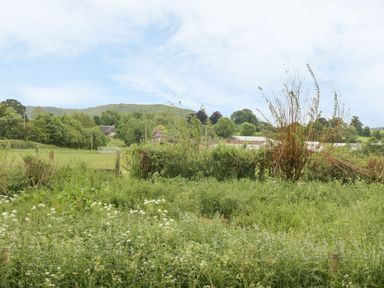 A field with tall grass and bushes with houses and a hill in the background at Little Willow in Farrington near Child Okeford